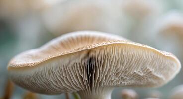 close up of gills of a mushroom for abstract background. photo