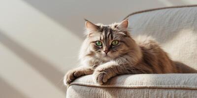 Fluffy domestic cat with green eyes claws at textured couch with neutral background and copy space for text. photo