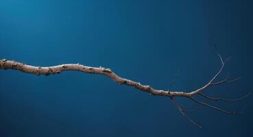 A blue background with a tree branch in the foreground photo
