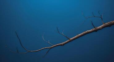 A blue background with a tree branch in the foreground. photo