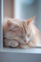 A pet is peacefully curled up on a windowsill with gentle sunlight streaming in, emphasizing the softness of their fur and adding to a tranquil setting photo