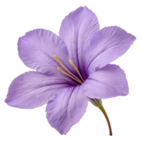 Purple Flower Close-Up png