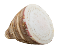 fresh taro root with sliced cross-section showing white starchy texture on isolated background png