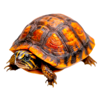 Colorful Turtle Crawling with Intricate Shell Patterns and Texture png