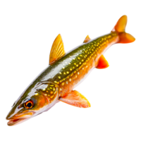 Freshwater Fish with Vibrant Colors in Natural Pose Captured Close-Up png
