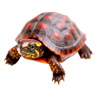 Colorful turtle with vibrant shell and unique patterns on display png