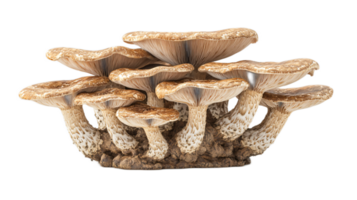 Multi-layered mushroom cluster displaying detailed textures and unique shapes png