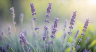 Lavender blooms in sharp focus with gentle spring sunlight and greenery photo