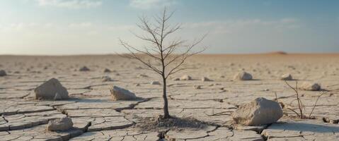 Growing Sapling in Dry Landscape Visualization photo