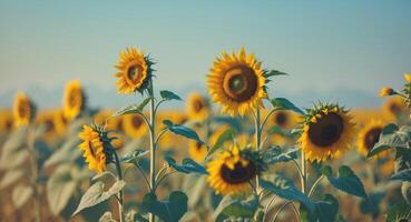 Sunflower Field Symbolizing Life Cycle and Balance Between Good and Evil in Nature. photo