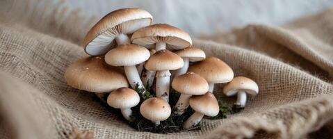 Cluster of wild mushrooms resting on burlap fabric. photo