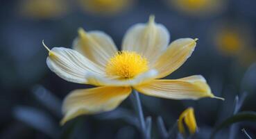 A close up of a flower with a yellow center and yellow petals photo