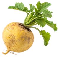 A large, yellow rutabaga with a rough, earthy skin and fresh green leaves. png