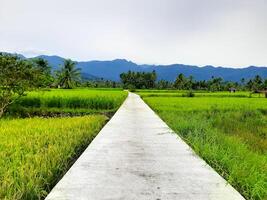 Concrete Path in the Middle of Rice Fields in Indonesia photo