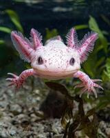 Albino axolotl close up photo