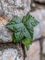 Close up of a vibrant green ivy leaf growing on a stone wall photo