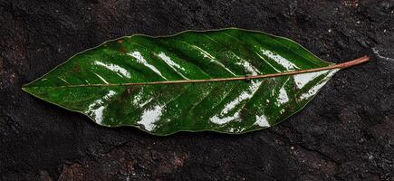 Close up of a single, wet, green leaf on a dark background photo