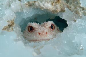 Close up of a reptiles face peeking out from a hole in the ice photo