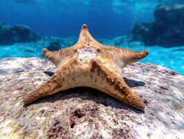 Closeup of a starfish on a rock underwater photo