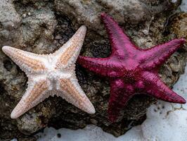 Two starfish on a rock, one pink and one beige photo
