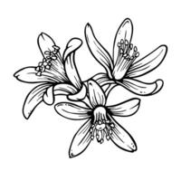 Citrus flower composition. Outline hand drawn illustration of lemon or mandarin blooming isolated on white background. Ink sketch in engraving style. Citron line art for spring prints and designs vector