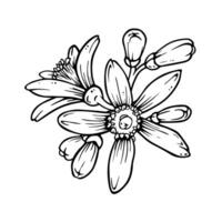Simple composition of citrus flowers with buds. Lemon or mandarin blooming isolated on white. Ink sketch in engraving style. Hand drawn citron in line art for spring tableware and textiles designs vector