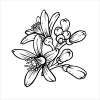 Lemon or mandarin blooming. Black and white simple composition of citrus flowers with buds. Hand drawn Ink sketch in engraving style for spring tableware and textile designs or weeding printing vector