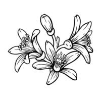 Citrus flowers and buds. Outline hand drawn illustration of lemon or mandarin blooming isolated on white background. Ink sketch in engraving style. Citron line art for spring prints and designs vector