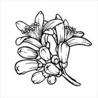 Outline buds and flowers of citrus tree. Lemon or mandarin blooming Ink sketch. Black and white spring composition. Hand drawn inflorescence in engraving style for weeding printing or crockery design vector