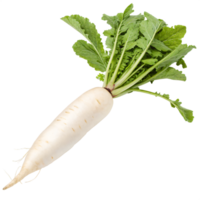 A fresh daikon radish with a long, white shape and a smooth surface. The vegetable is vibrant png