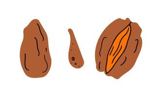 Illustration on theme big colored set different types of date fruit for healthy life. Date fruit pattern consisting of collection accessory at healthy lifestyle. Fruit dates is symbol healthy meal. vector