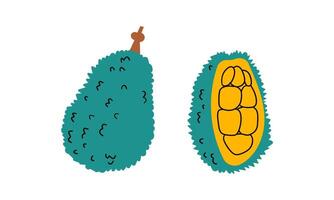 Jackfruit whole fruit and half sliced isolated on white background. Ripe green jackfruit cartoon icon for package design. illustration of tropical fruits in flat style. vector