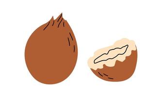 Coconuts and coconut half isolated on a white background. illustration cartoon flat coconut icon isolated on white background. Doodle flat cartoon simple style for banner , card and design. vector