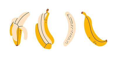 Hand drawn banana set. Simple drawing of whole, peeled bananas, sliced, chopped, empty peel . Hand drawn doodle illustration , tropical fruit . vector
