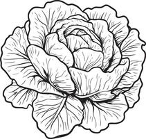 Cabbage outline black illustration vector