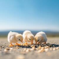 Fluffy Chicks Under the Sunny Sky photo