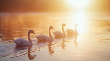 Graceful Cygnets Gliding on the Lake photo