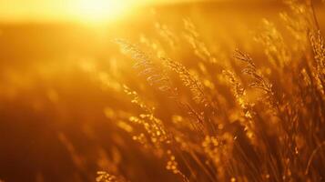 Golden Hour Over Rolling Pastures photo