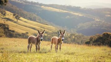 Happy Baby Donkeys Grazing in the Valley photo