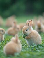 Baby Bunnies in a Clover Field photo