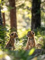 Little Cubs Playing in Forest Clearing photo