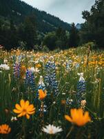 Spring Meadow with Blossoming Wildflowers photo