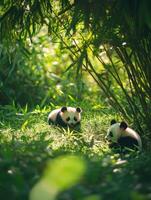 Snug Baby Pandas in Bamboo Grove photo