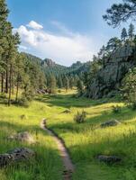 Scenic Green Trail through Forest Glade photo