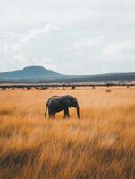 Curious Baby Elephant in the Savannah photo