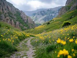Vibrant Yellow Flowers Lining a Mountain Path.jpeg photo