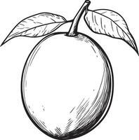 a drawing of a mango with leaves vector
