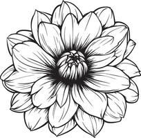 Minimalist black outline of a dahlia flower in format vector
