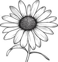 Aster flower outline black illustration vector