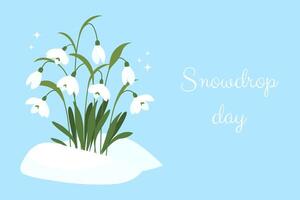 Snowdrop Day. Banner with snowdrops in snow. Spring is coming. Spring wildflower. illustration vector